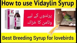Vidaylin syrup for birds | how to use vidaylin syrup | Best vitamin syrup for lovebird