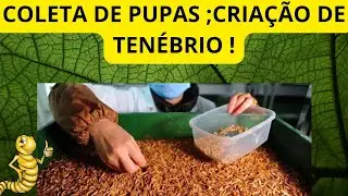 COLETA DE PUPA  ; CRIA&Ccedil;&Atilde;O DE TEN&Eacute;BRIO  !