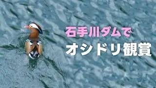石手川ダムでオシドリ観賞！最後はハヤブサ登場※捕食シーン（愛媛県松山市宿野）