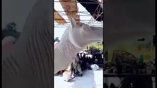 Camel Sculpture in making - Blue Line Fiberglass Karachi Pakistan