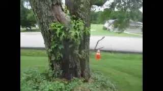 Tree Supported by Messenger & Live Single Phase 7.2kV For Two Weeks