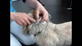 Tutov&eacute;to 2 Mettre un collier