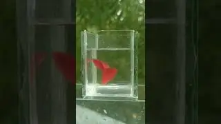 AFR GUPPY #shortsfeed #guppy #red #fish