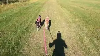 bearberry cabins '24 dryland national trail test run - 2 dog scooter