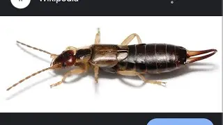 НЕ БОЙТЕСЬ УХОВЕРТКУ, ОНА НЕ КУСАЕТСЯ. Forficula auricularia, Earwig, Dermaptera #энтомология