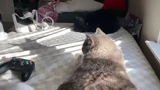 Meet my cat