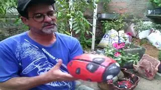 Joaninha - vaso e jardim