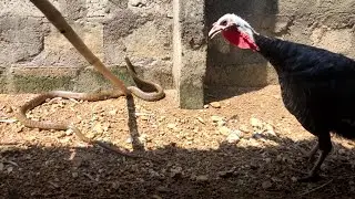 Rat snake and Turkey chicken | జెర్రిపోతు-టర్కీకోడి |  @youngfarmeratoztelugu