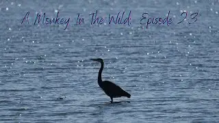 A Monkey In The Wild Episode 23