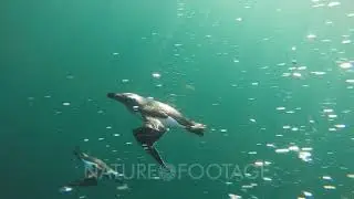 Razorbill seabirds (Alca torda) paddling on surface, diving and swimming underwater