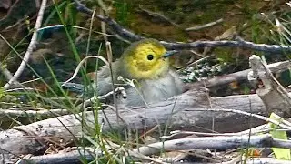 Hermit Warbler