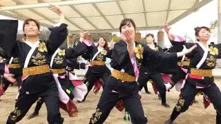 Sakura Matsuri Dance #4, Kyoto