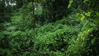 Rainforest Rain Sounds for Sleeping or Studying 🌧️ White Noise Rainstorm