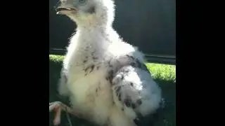 Imprint Finnish Goshawk