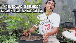 Update dan Menentukan Anak Cabang Bahan Bonsai Dewandaru
