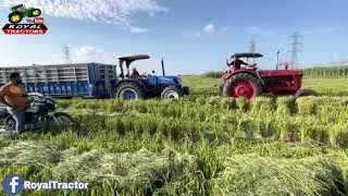 Belarus MTZ-5 Vs New Holland 6510 4wd | Trailer Tochan | Royal Tractors