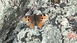 A Beautiful California Tortoiseshell in the Pike National 8Jul2023