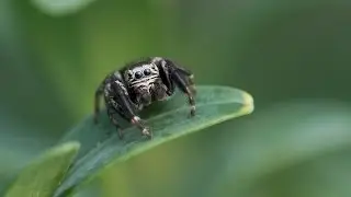 The Jumping Spider - Salticidae