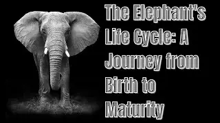 The Life Cycle of an Elephant #elephant #elephants #wildlife