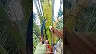 Process of harvesting flowers from a palm tree