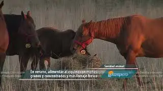 Equinos sin estr&eacute;s cal&oacute;rico