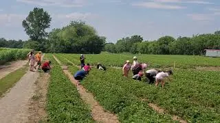 Strawberry Picking.. @Ferme Marineau..