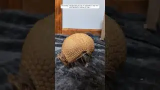 This family saved a poor armadillo from the river #armadillo #animals #rescue #wildlife #shorts