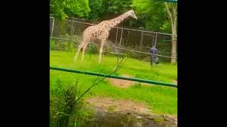 Favourite animal konsa hai app log ka 🐅 #shorts