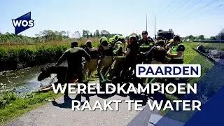 Paardenkoets met vier paarden belandt in sloot