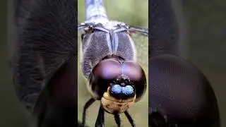 My Dragonfly My Adventure #closeupphotography #macrophotography #macroshot