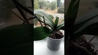 Что делать, если орхидея не цветет? #orchid #комнатныецветы
