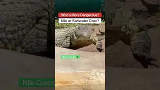 Who&rsquo;s More Dangerous: A Nile Or Saltwater Crocodile?! 🤔🐊 #shorts #crocodile