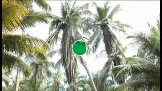 Video Coco Express Ecuador