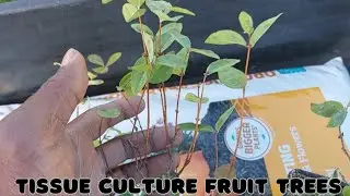 Planting Tissue Culture Fruit Trees | Benefits Of Honey Berries