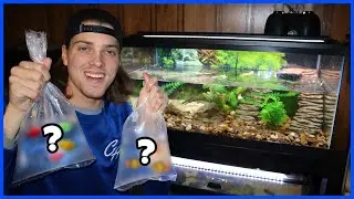 Adding FISH To My New TURTLE TANK!