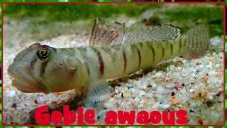 Awaous flavus - (Valenciennes, 1837) - (Gobiidae) - Awaous - 12/2016