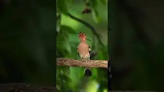 Beautiful bird with its distinctive crest.