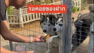 ลุ้นของฝากการกลับมาของใครสักคน