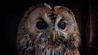 Tawny Owl Sounds | Free Sound Effects