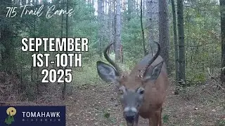 September 1st-10th 2025 Tomahawk Wisconsin Trail Camera Highlights