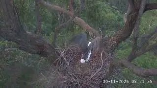 WB Sea Eagle Cam: 2025.11.30