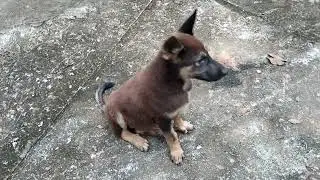 Two black dogs