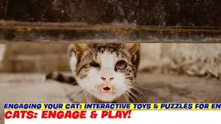 Engaging Your Cat: Interactive Toys & Puzzles for Environmental Enrichment