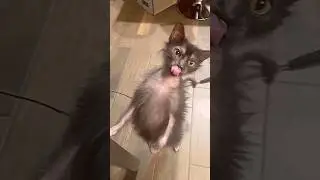 Весна и соседская дочка - кот папаша в шоке😹 #котики #мем #прикол #озвучка