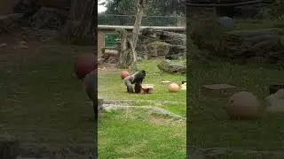San Francisco Zoo Gorilla Cecil ... 10.21.25 pt one