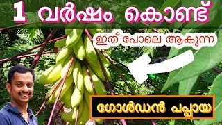 golden papaya #golden papaya malayalam #golden papaya plant #golden papaya farming#papaya farm #kl06