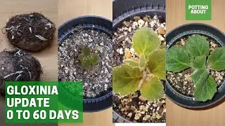 Gloxinia Update from planting to 60 days