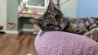 Вечерние посиделки: Прогулки с котятами