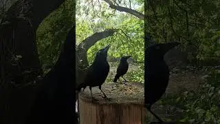 Two Grackles is better than one #shorts #grackle #cattv #dogtv