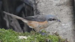 Grey-backed Shrike (Lanius tephronotus) - 1st winter